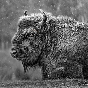 European Bison by George Reekie