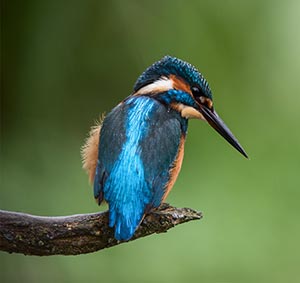 Out in all Weathers by Anne Nagle