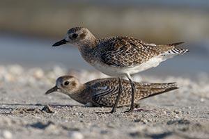 "Plovers" by Kevin Harwood