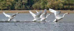 “Swans Taking off” by Anne Nagle