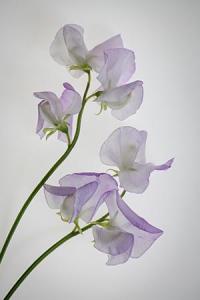 Sweet Peas by Kristina Byng