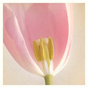 “Pink Tulip” by Liz Barber