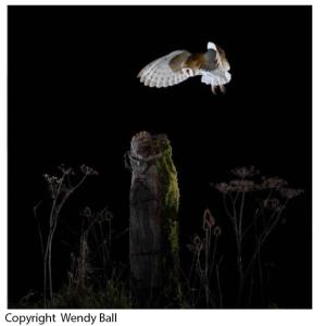 owl