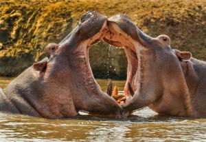 Hippos - mating ritual
