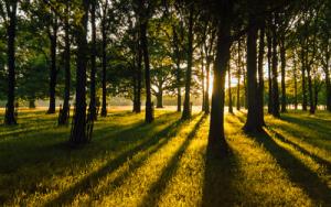 Petworth Park by Derek Σωκράτης Finch