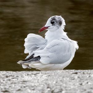 Bird at Pagham by Martin Tomes