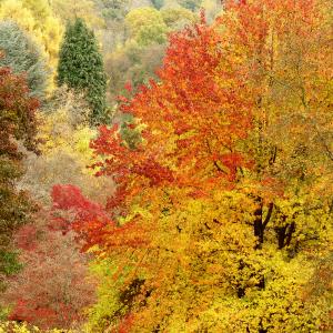 Winkworth Arboretum by Martin Tomes