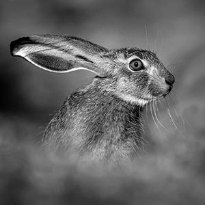 Hare Portrait by George Reekie