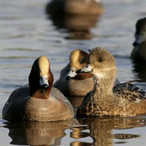 Rackham RSPB