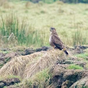 Pulborough Brooks