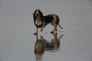 dog on the beach