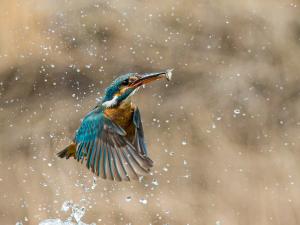 Kingfisher in flight