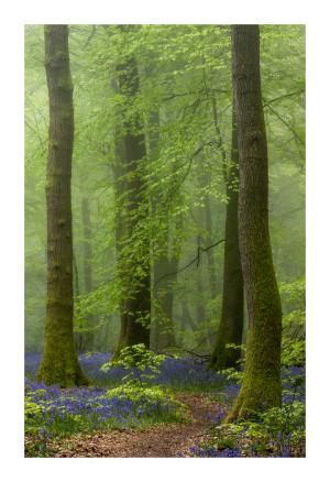 Spring woodland by alex swyer