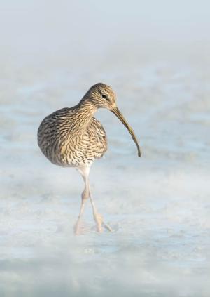 Curlew (c) Richard Sharman