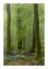 Spring woodland by alex swyer