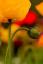 "Summer" by Alex Swyer