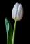 "Tulip" by John Gauvin