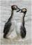 Great crested grebes