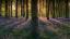 Blandford Forest Bluebells