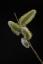 Pollen buds by David Perks ABIPP