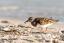 Ruddy Turnstone Snacktime by Kevin Harwood
