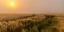 Summer Dawn by Alex Swyer