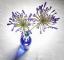"Agapanthus" by Janet Brown