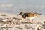 Ruddy Turnstone Snacktime by Kevin Harwood