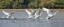 “Swans Taking off” by Anne Nagle